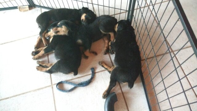 Rottweiler Puppies 10 Weeks Old