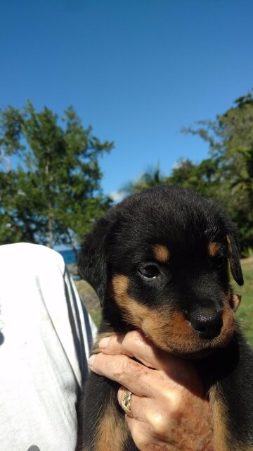 Rottweiler Puppies 10 Weeks Old