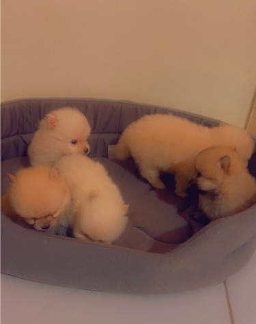 Purebred Pomeranian Puppies 