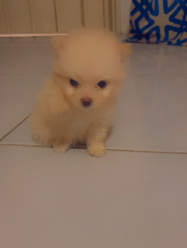 Purebred Pomeranian Puppies 