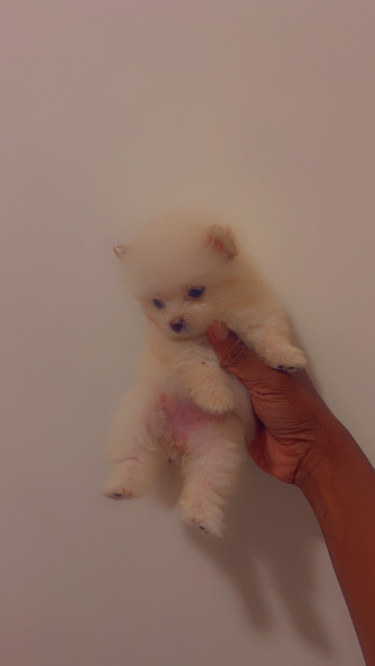 Purebred Pomeranian Puppies 