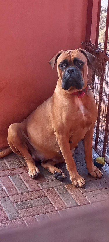 JKC REG BULLMASTIFF FEMALE