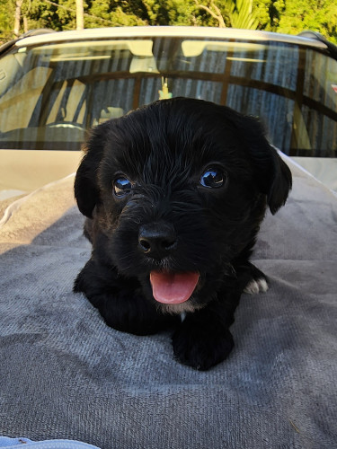 Yorkshire Terrier