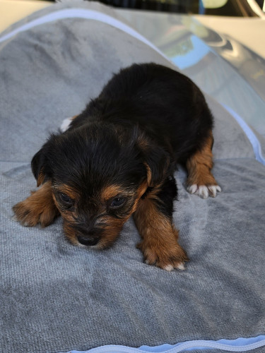 Yorkshire Terrier