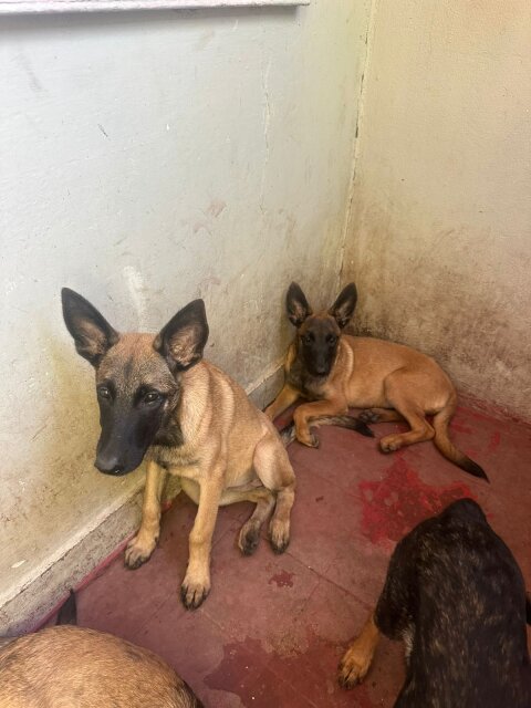 Working Line Dogs Malinois Puppies