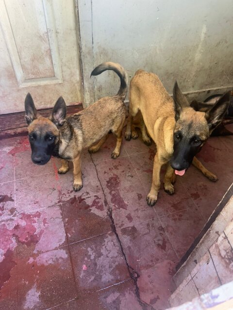 Working Line Dogs Malinois Puppies