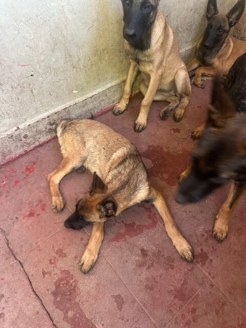 Working Line Dogs Malinois Puppies