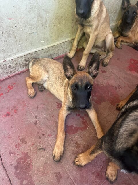 Working Line Dogs Malinois Puppies