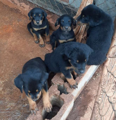 Rottweiler Puppies 