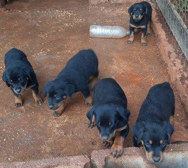 Rottweiler Puppies 