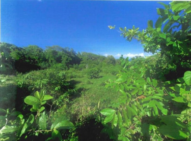 Residential Lot For Sale Trelawny, Arcadia Pen