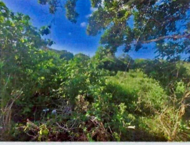 Residential Lot For Sale Trelawny, Arcadia Pen