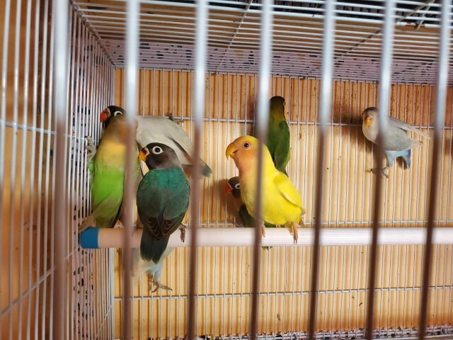 Lovebirds Birds Mandeville