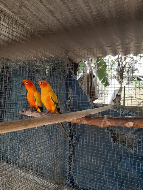 Sun Conure