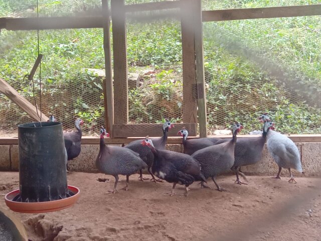 Male Guinea Fowls