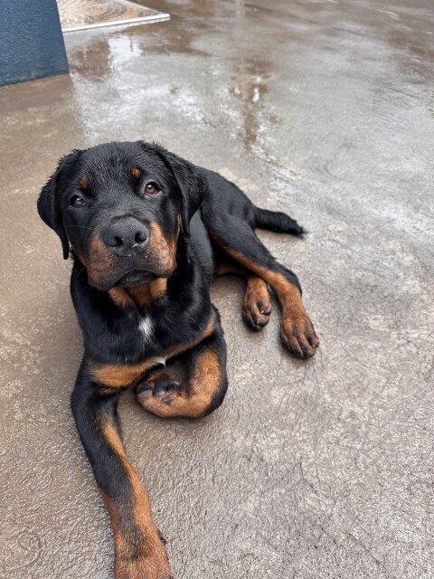 Rottwieler