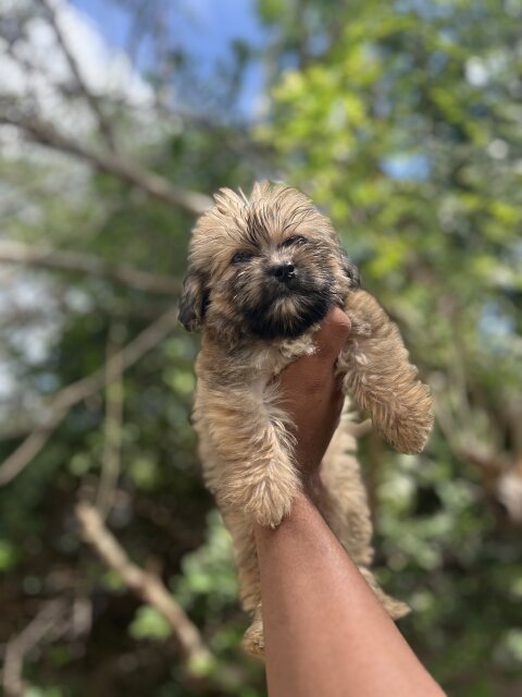 Shih Tzu Poodle Mix Pups