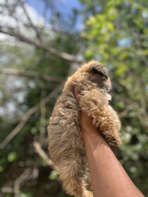 Shih Tzu Poodle Mix Pups