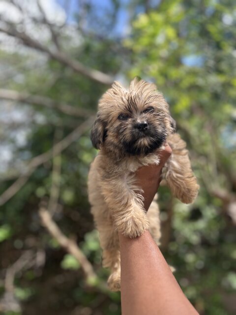 Shih Tzu Poodle Mix Pups