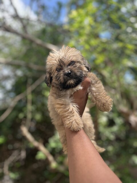 Shih Tzu Poodle Mix Pups