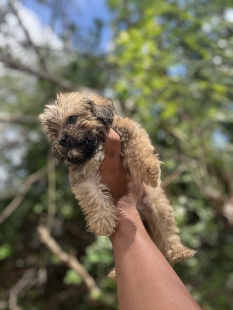 Shih Tzu Poodle Mix Pups