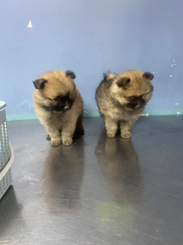 Full Breed Pomeranians