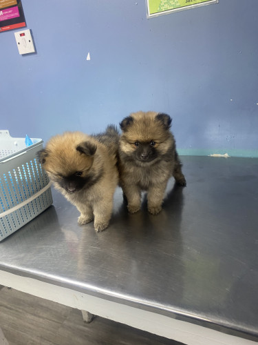 Full Breed Pomeranians