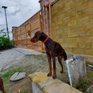 9 Month Old Doberman ( Male)