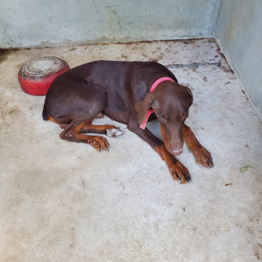 9 Month Old Doberman ( Male)