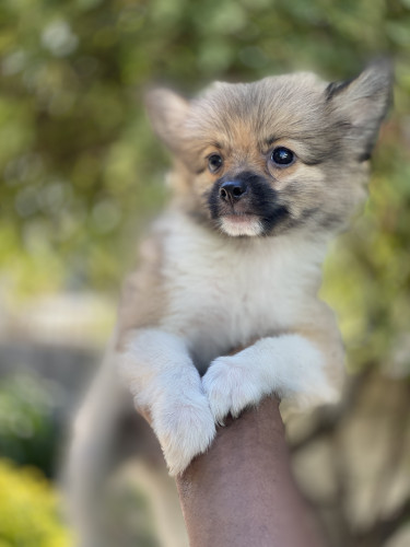 Pomeranians Shithzu Pup  