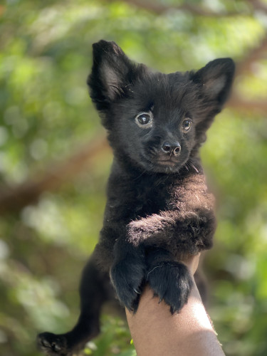 Pomeranians Shithzu Pup  