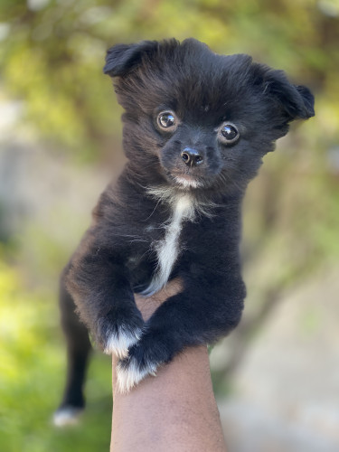 Pomeranians Shithzu Pup  