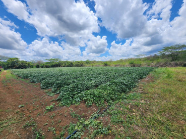 Development Land For Sale Clarendon, Toll Gate