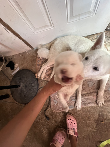 AMERICAN AKITA WHITE 