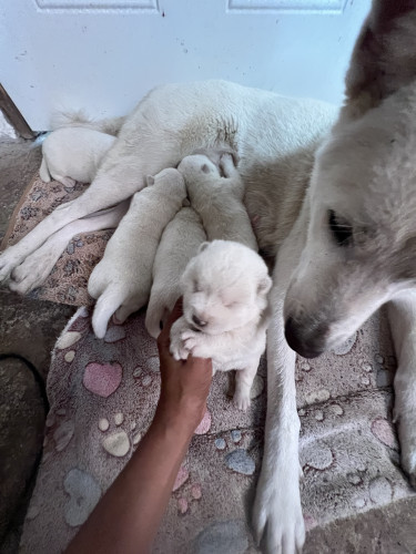 AMERICAN AKITA WHITE 