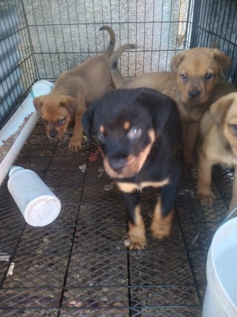 Bull Mastiff/ Rotti