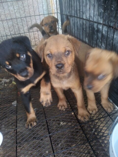 Bull Mastiff/ Rotti