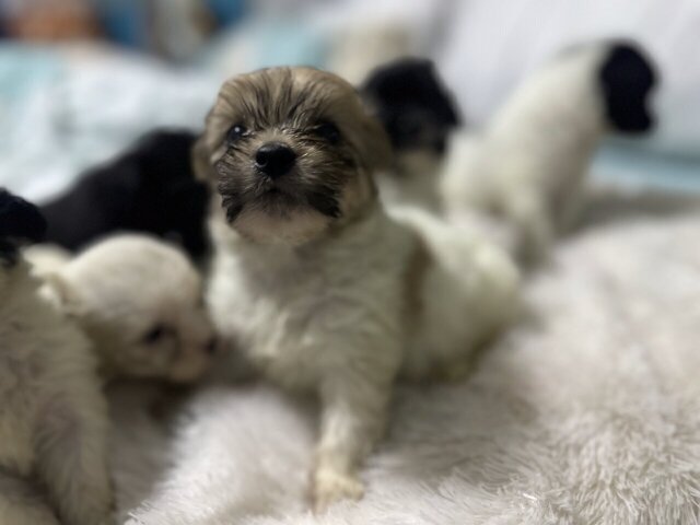 Shih Tzu Mix Pups