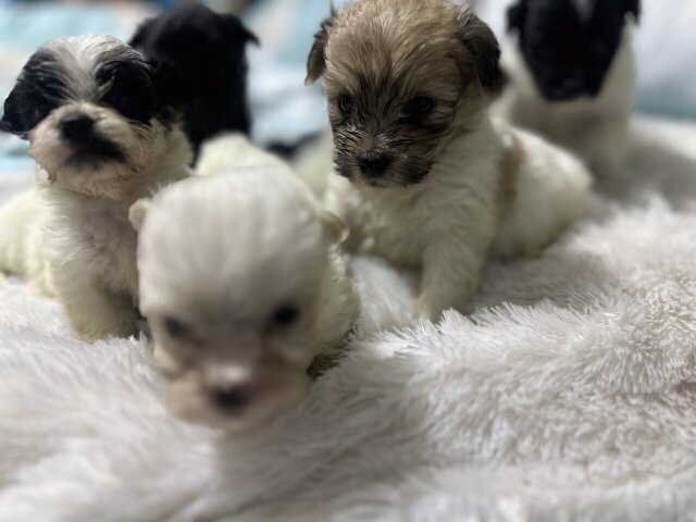 Shih Tzu Mix Pups