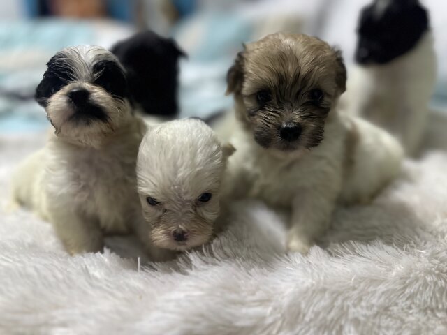 Shih Tzu X Pam