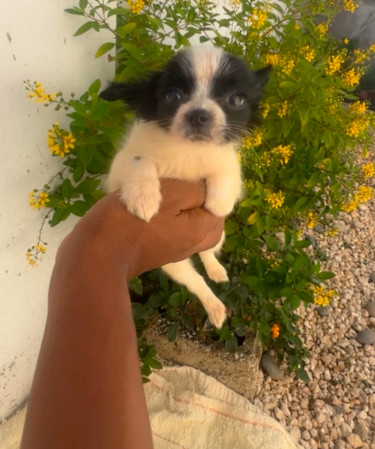 3 Months Old Small Breed  Papillon Mix Female 