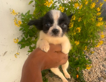 3 Months Old Small Breed  Papillon Mix Female 