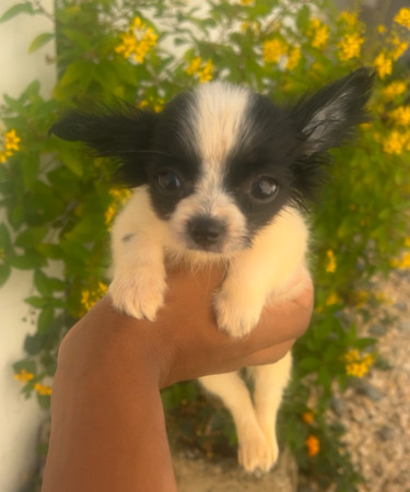 Female  Papillon Chihuahua  