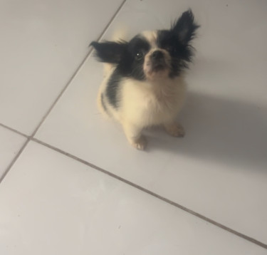 3 Months Old Small Breed  Papillon Mix Female 