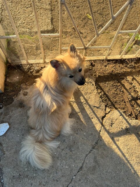 Pomeranian For Sale