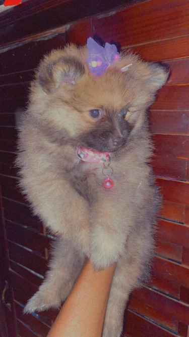 Full Breed Pomeranian (negotiable )