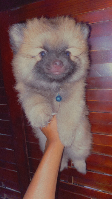 Full Breed Pomeranian (negotiable )