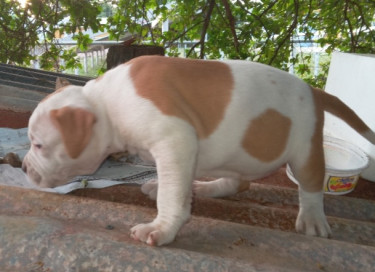 Bulldog X Bully Puppies