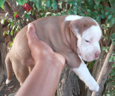 Bulldog X Bully Puppies