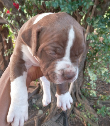 Bulldog X Bully Puppies